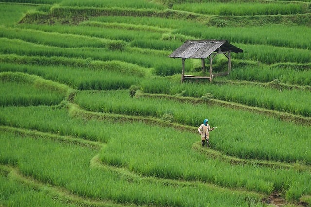 agriculture